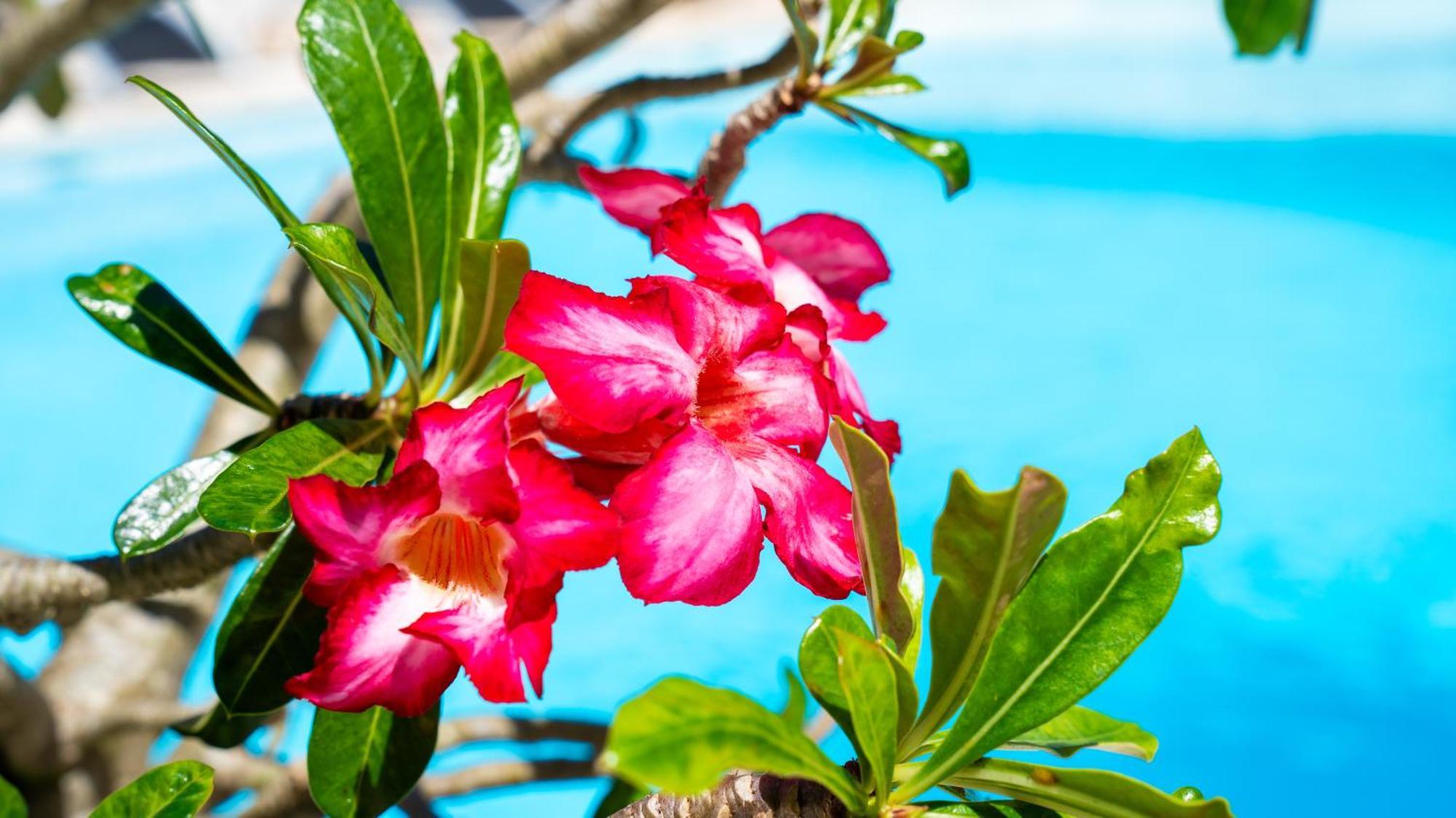 Boutique Hotel Las Flores Punta Cana Dış mekan fotoğraf